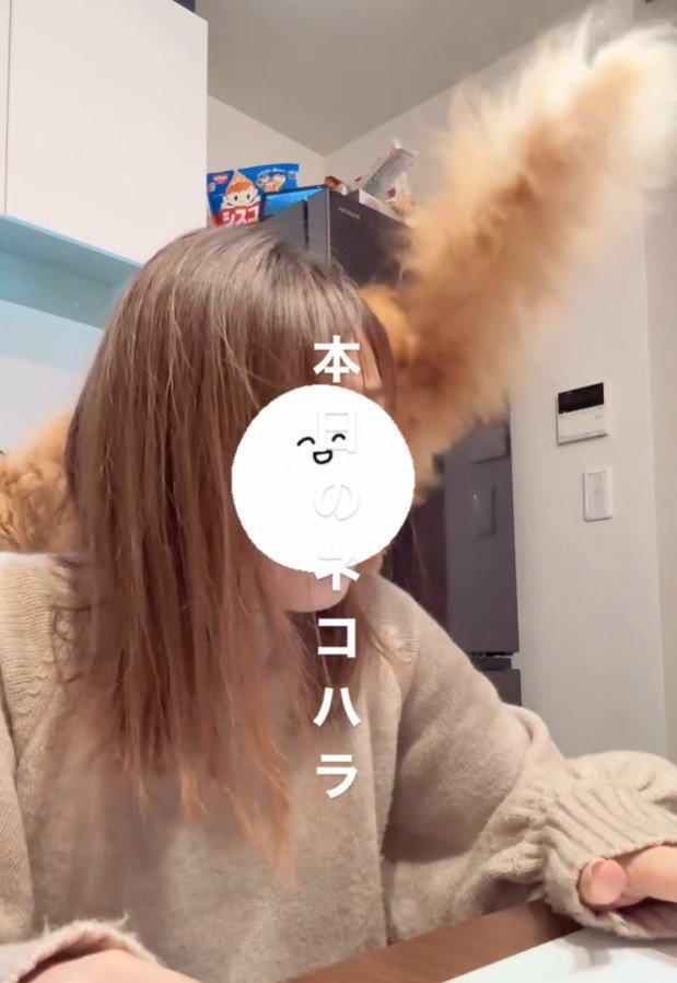 肩に乗っかる猫