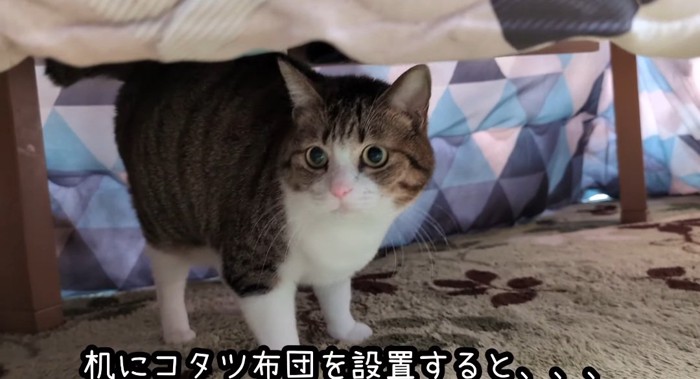 コタツの中の猫