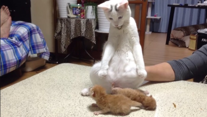 のけぞる猫