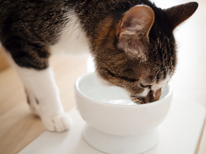 床に置いた器から水を飲む猫