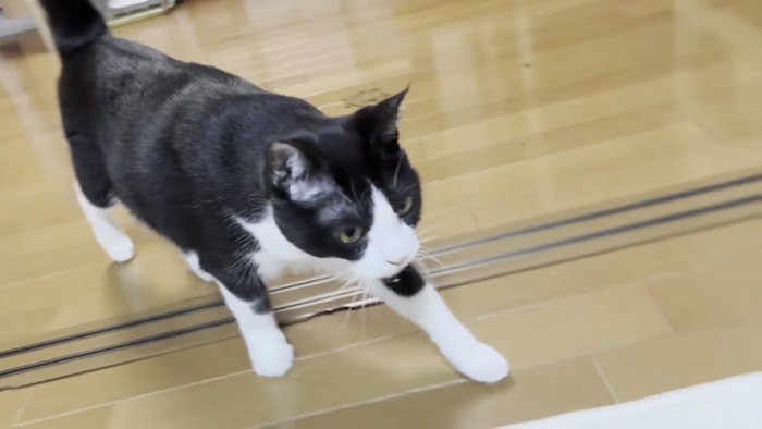 こちらに向かって歩いてくる猫の写真2