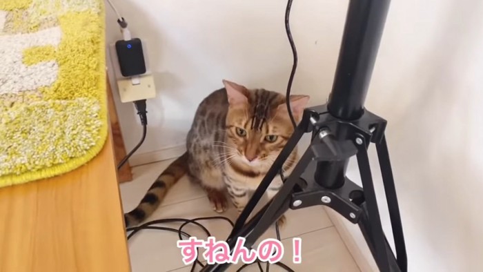 部屋の隅に座る猫