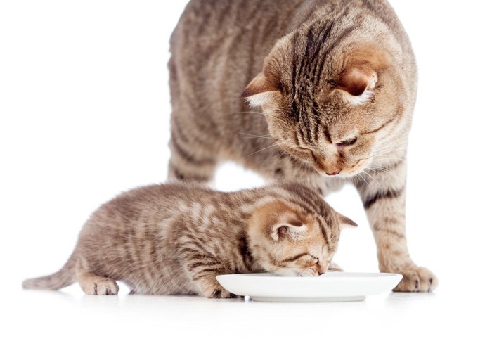 餌を食べる子猫と見守る親猫