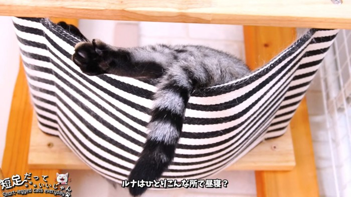 ハンモックに乗る猫の後ろ足としっぽ