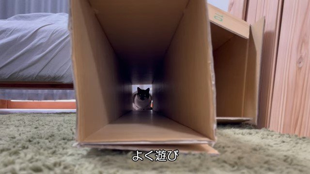 箱を覗く猫