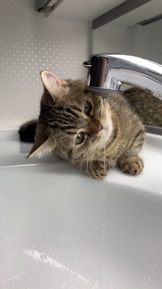 水を見つめる猫