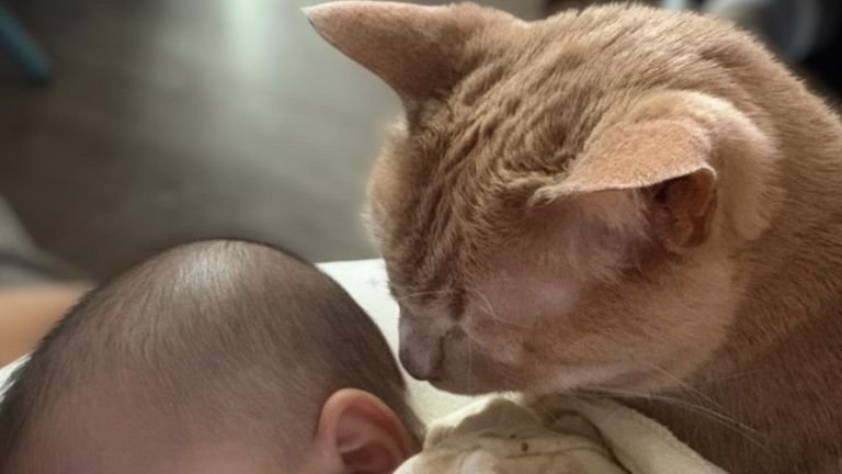 赤ちゃんと猫