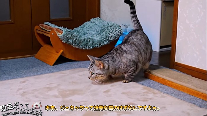 走り出そうとする猫