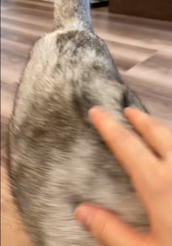 猫の背中を撫でる