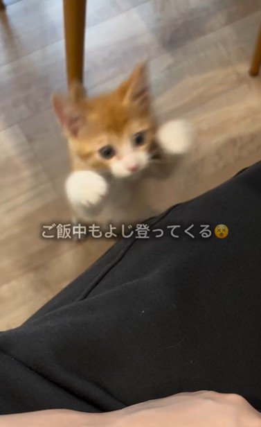 人の膝に向かってジャンプしている子猫