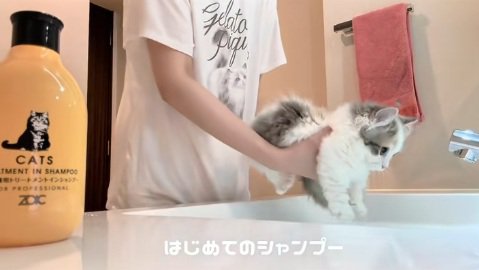 洗面台の水に入るマンチカンの子猫