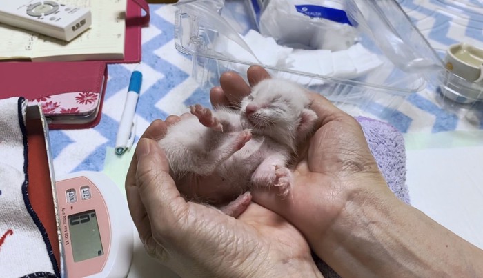 伸び伸びとくつろぐ子猫