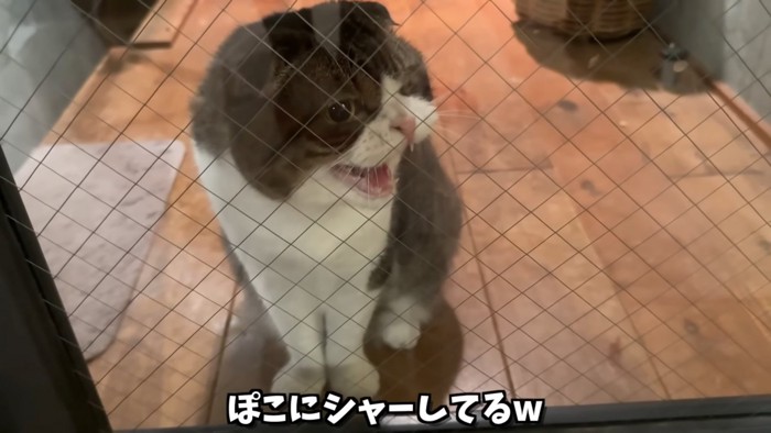 威嚇する猫