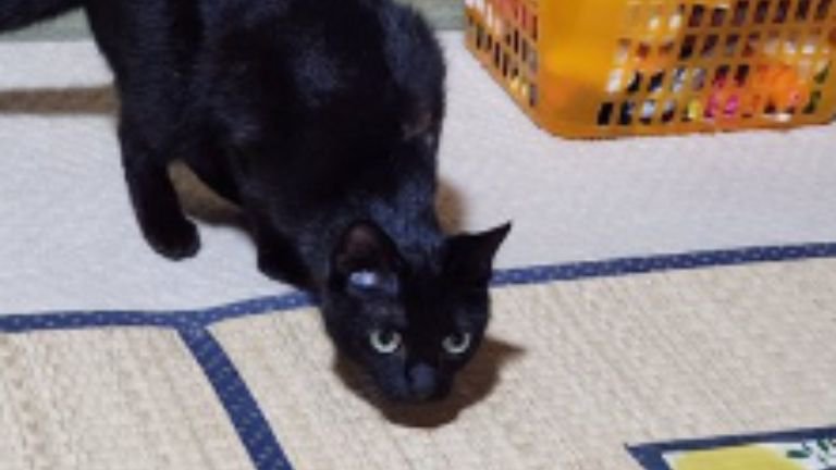 遊んでいる猫
