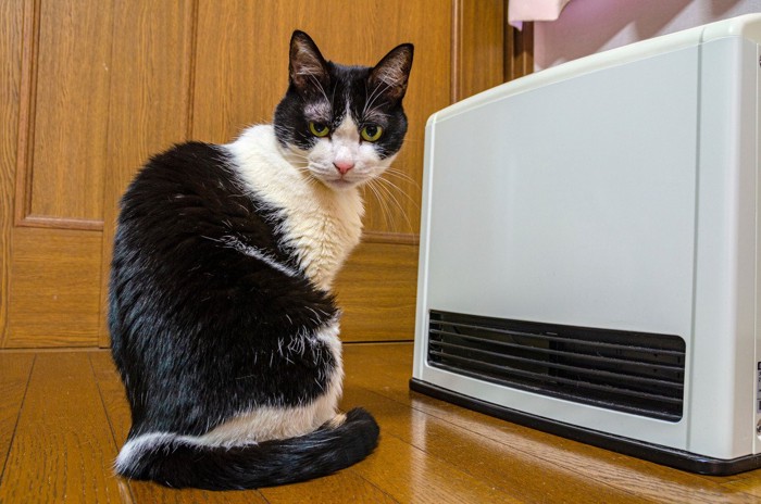 ファンヒーターの前に座る猫