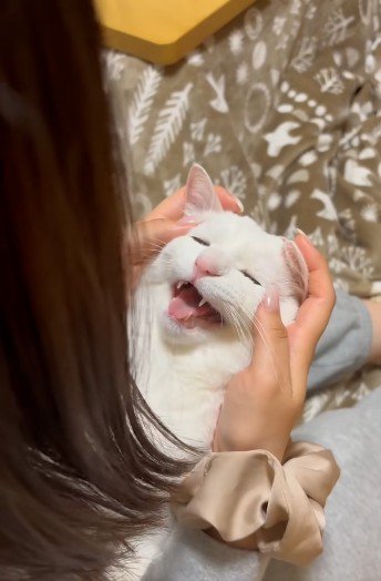 人に抱かれている猫