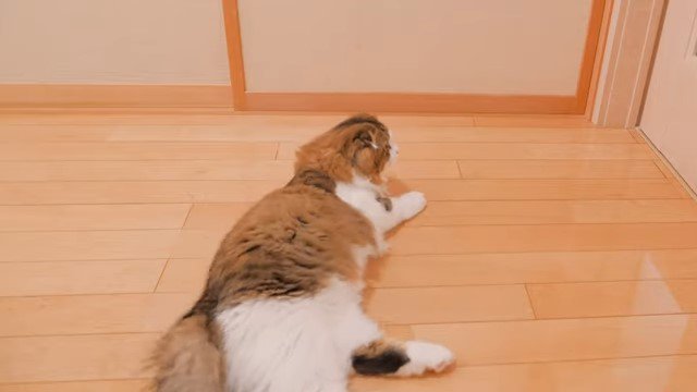 寝そべってドアを見る猫