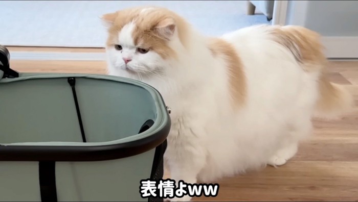 怯えた顔をしながら、ペットキャリーを見つめる猫
