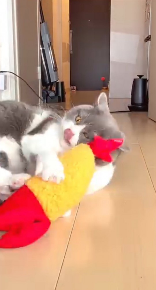 ぬいぐるみを抱きしめながら舌で口元を舐める猫