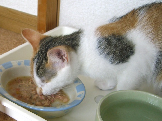 食事中の猫