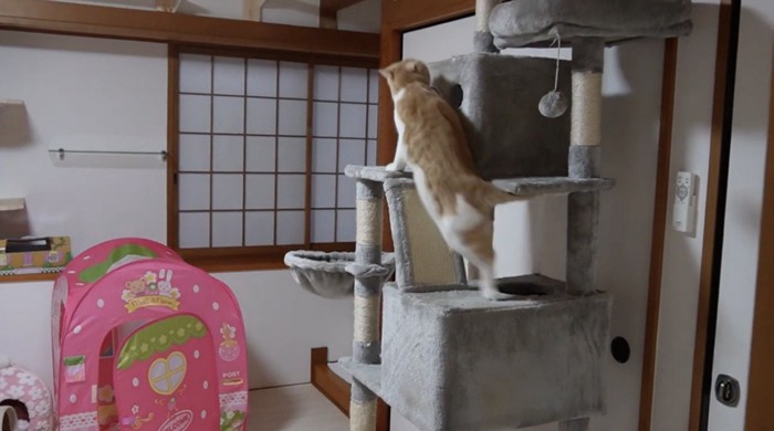 キャットタワーに登る猫