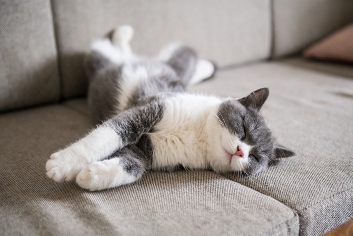 ソファで寝る猫