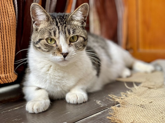 寝そべっている猫