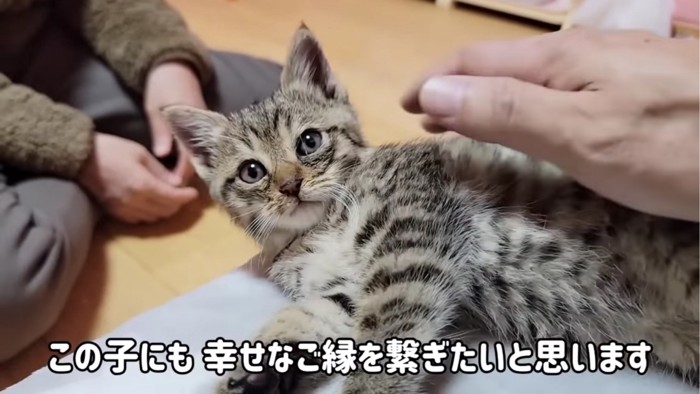 寝転がる子猫