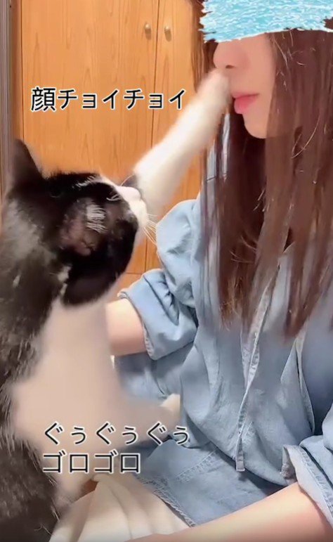 飼い主の顔に手を向ける猫