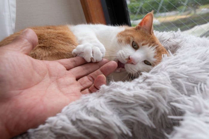 飼い主の手を噛む猫