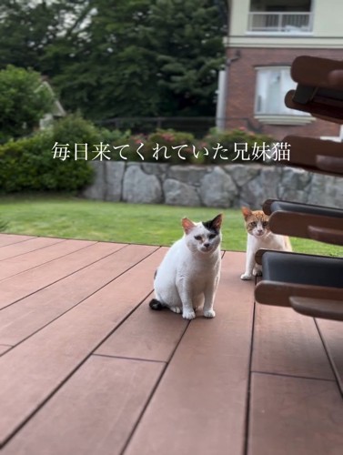 カメラをみる2匹の猫