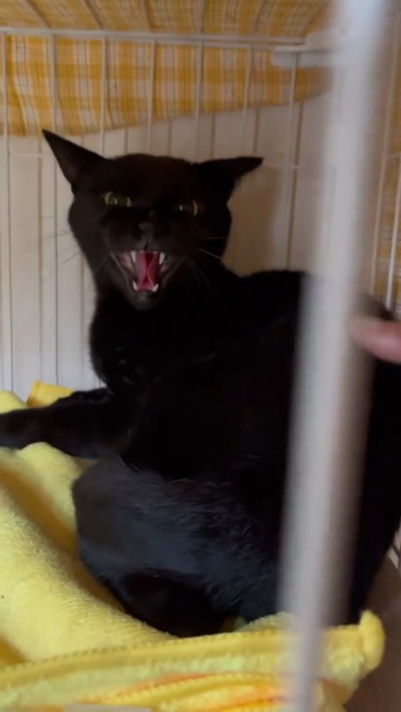 威嚇する猫