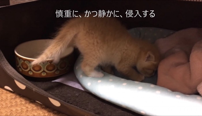 先住犬の部屋に入る子猫