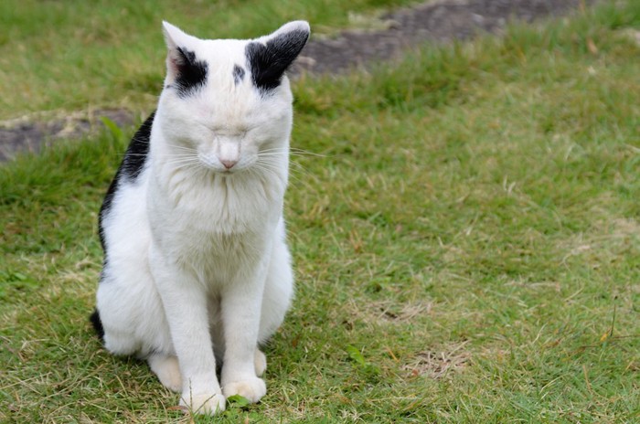 目を閉じて座る猫