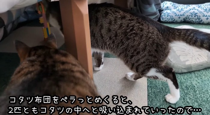 コタツに入る猫