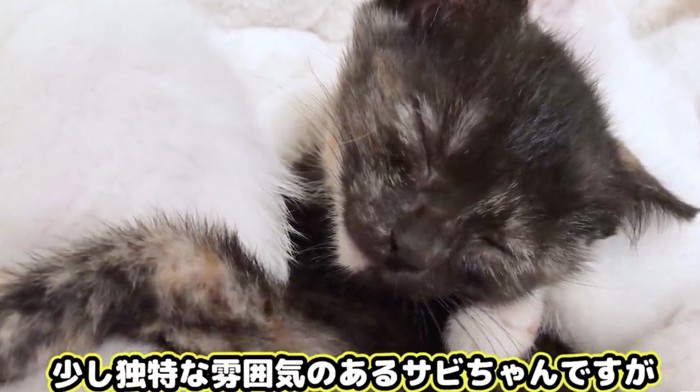 独特な雰囲気のサビ猫