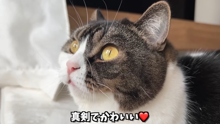 見上げる猫の顔