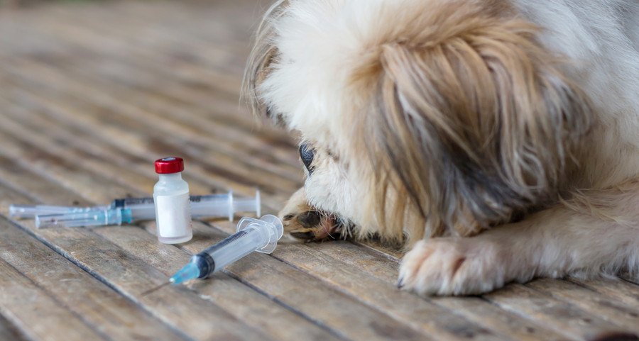 犬とワクチン