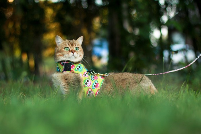 カラフルなハーネスを付けた猫