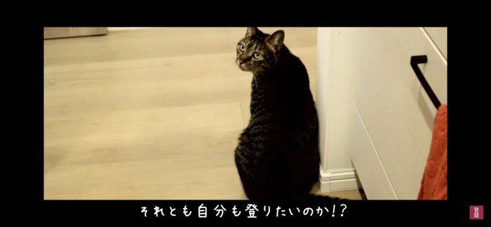 振り返る猫