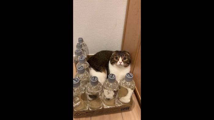 こちらを向いた姿