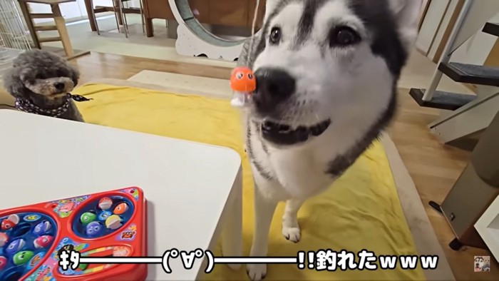魚を見る犬