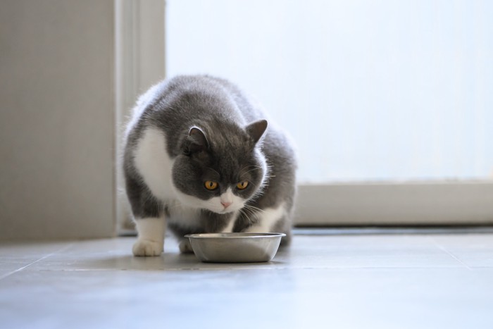 食器の中を覗き込む猫
