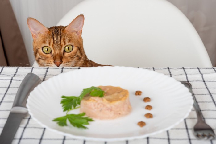 人間の食器をみつめる猫