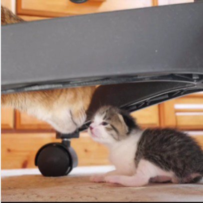 成猫と子猫