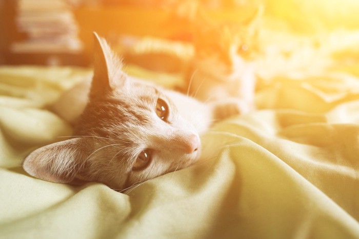 横になる猫