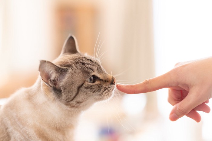 指のニオイを嗅ぐ猫