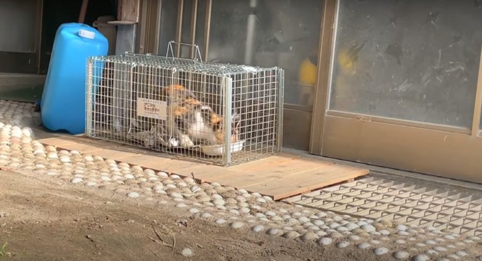 捕獲器の中でエサを食べる猫