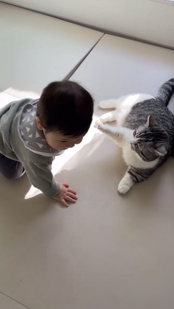 遊ぶ赤ちゃんと猫