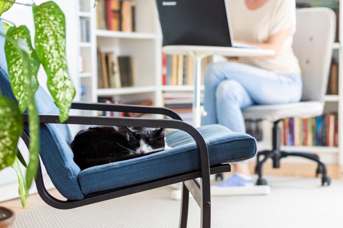仕事をする女性と椅子で寝る猫